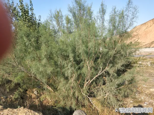突发揭秘｜蚂蚁森林快速升级技巧，2025年04月实测攻略，72小时内轻松获取10万能量秘籍全面曝光！